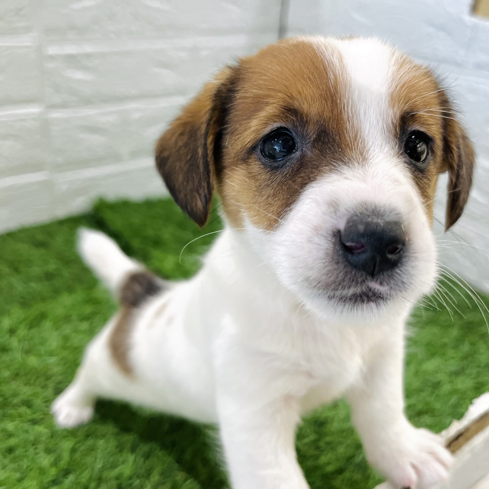 かわいくて個性豊か🌈魅力満点な新犬ちゃん紹介 ペットショップ犬の家